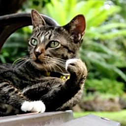 Symbol von Cat Live Wallpaper